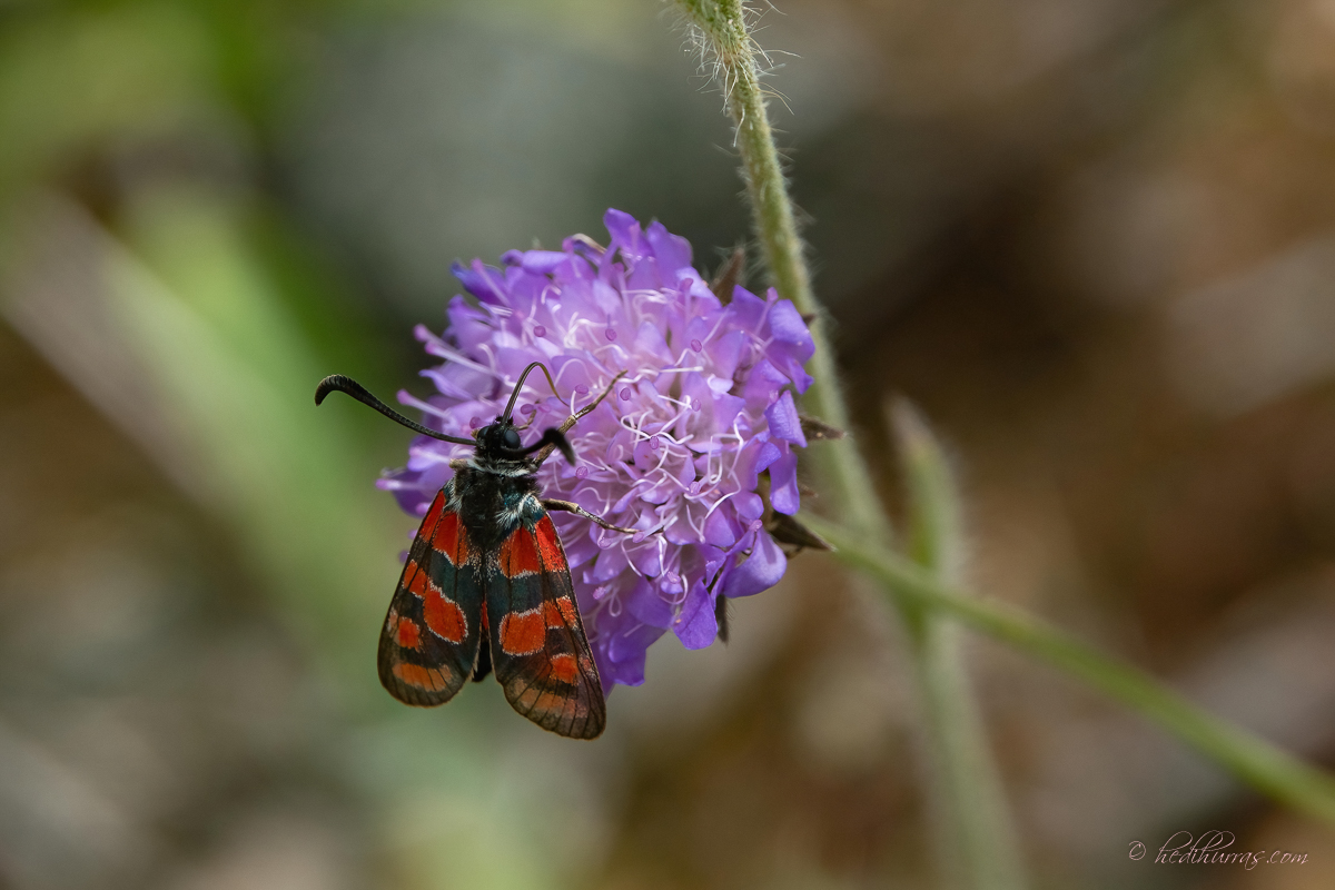 Esparsetten-Widderchen auf Acker-Witwenblume