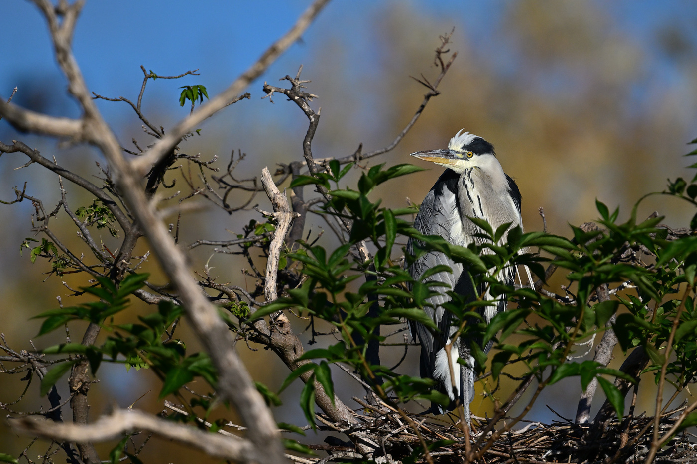 the last heron