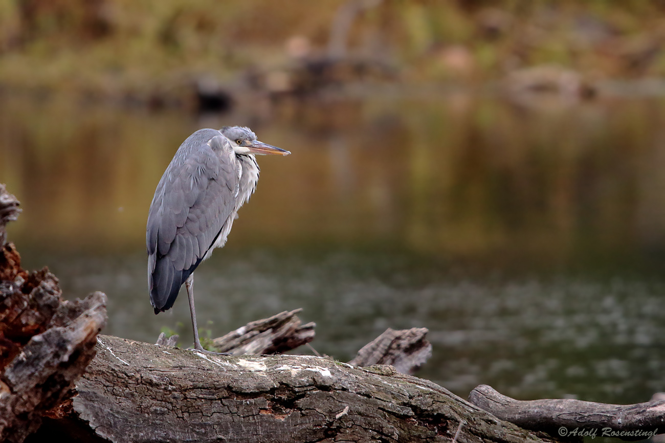 Graureiher (Ardea cinerea)