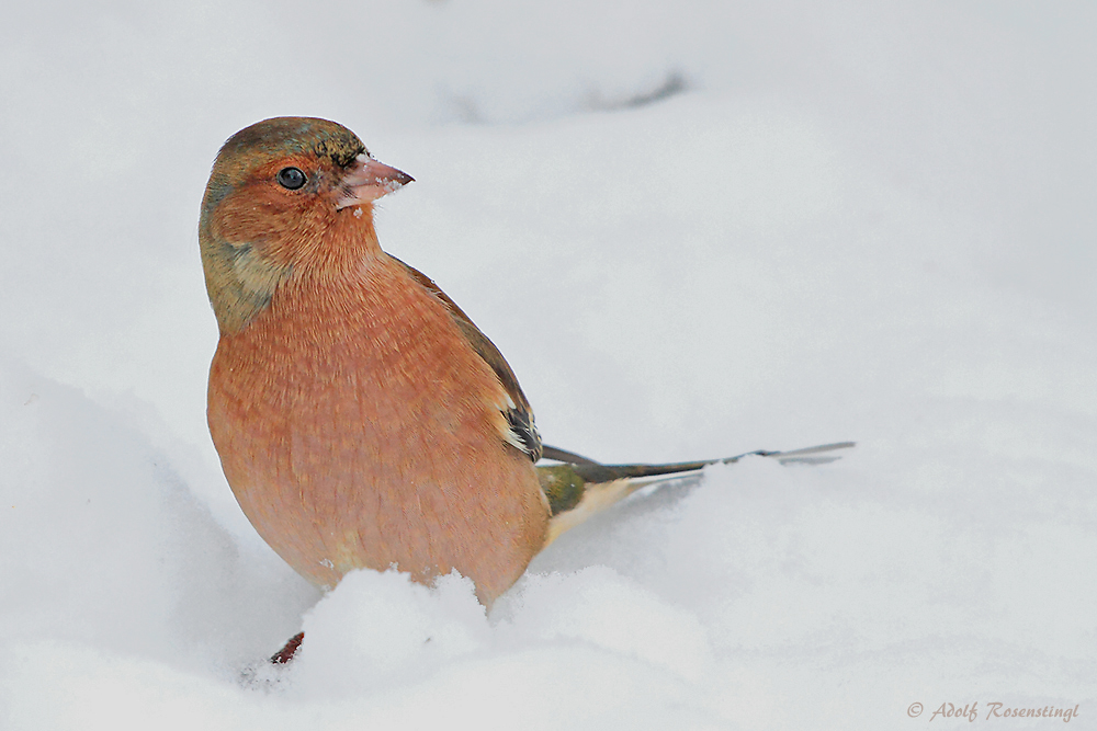 Buchfink (Fringilla coelebs) im Schlichtkleid