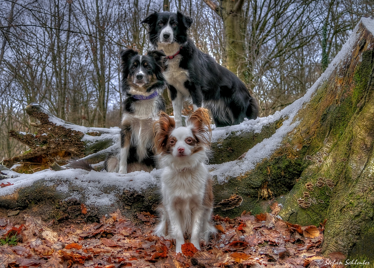 Ciri  Tiara  und Lilly