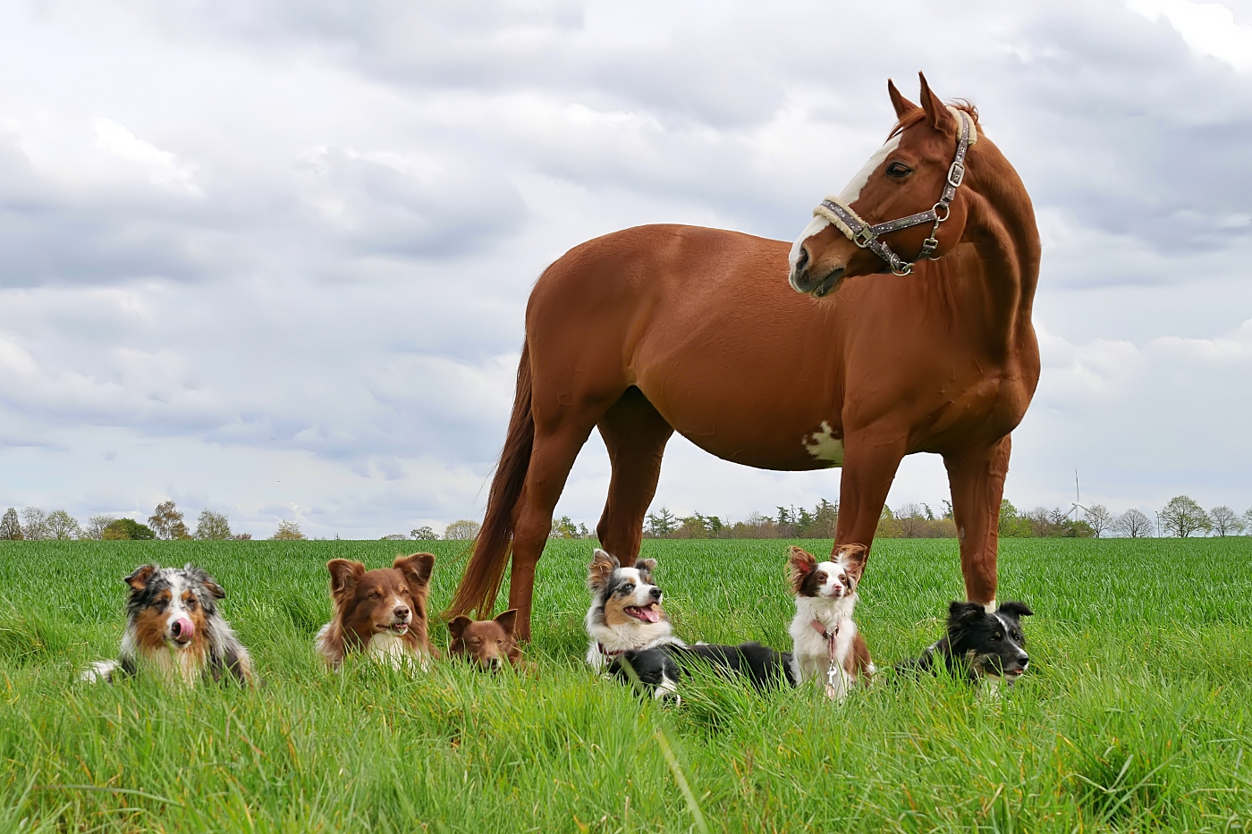 Unterwegs mit Pferd und Hund