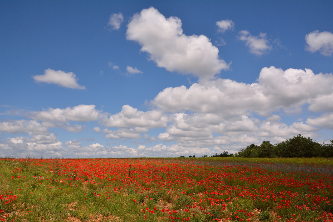 Mohn soweit das Auge reicht