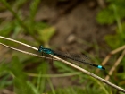 Groe Pechlibelle - Ischnura elegans