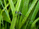 Gemeine Binsenjungfer - Lestes sponsa