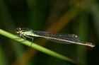 weibliche Groe Pechlibelle - Ischnura elegans