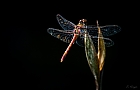 Heidelibelle am Gartenteich I