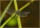 Schwarze Heidelibelle