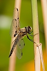 Vierflecklibelle (Libellula quadrimaculata)