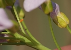 Wiesenschaumkraut und ?