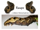 Raupe ( mittlerer Weinschwrmer )