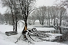 Baum im Schnee