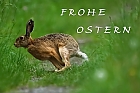 Frohe Ostern ...