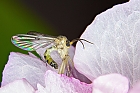Insekt in Zierkirschenblüte