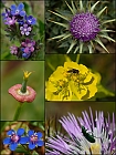 Blumen in der Garrigue