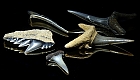 Solche fossilen Hai-Zhne .......