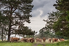 Stampede an der Ostsee