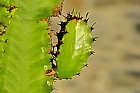 ein groer grner Kaktus..