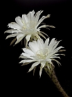 echinopsis eyrisii