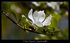 Stern-Magnolie (Magnolia stellata)