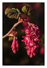 Blut-Johannisbeere (Ribes sanguineum)