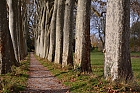 Platanenallee bodenstndig