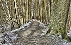 Frostiger Waldweg