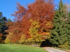 Letze Herbstfarben