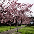 Im Klostergarten...