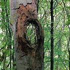 Das Loch im Baum
