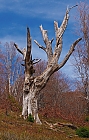 Der tote Baum