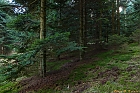 Rotkppchens Waldweg