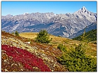 Wenn sich die Alpen-Brentrauben...