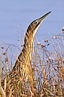 Rohrdommel (Botaurus stellaris)