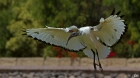 Ibis