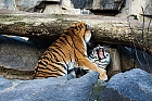 Spielende Tiger