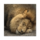 ...the lion sleeps tonight...