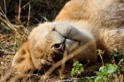 Jambo Kenia 2012 - the lion sleeps today