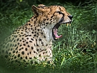 Gepard