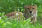 Gepard (Acinonyx jubatus)