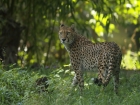 Gepard