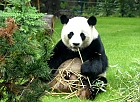 Pandabär