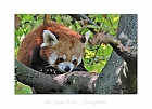 Ailurus fulgens..