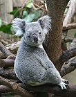 Wacher Koala