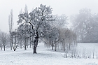 Nebel im Park