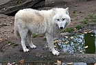 Polarwolf