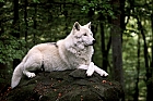 Polarwolf (canis lupus arctos)
