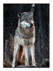 Wolfsportrait .... zum dritten