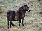 Exmoor-Pony...