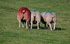 Achternansicht dreier Schafe